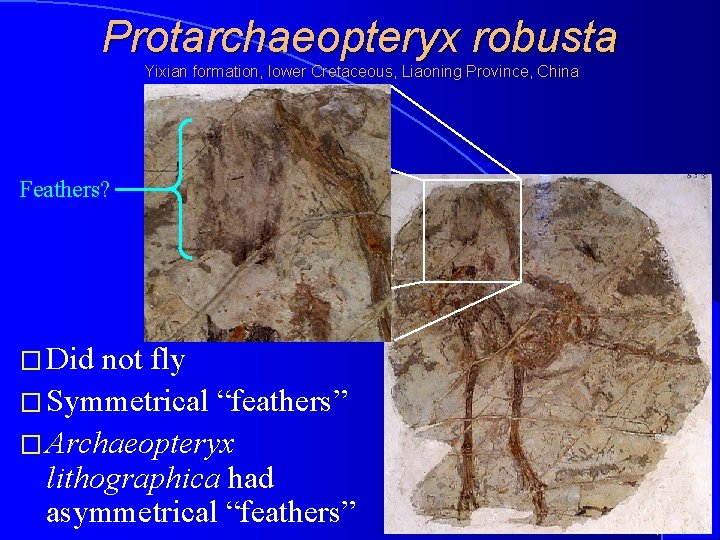 Protarchaeopteryx robusta Yixian formation, lower Cretaceous, Liaoning Province, China Feathers? � Did not fly