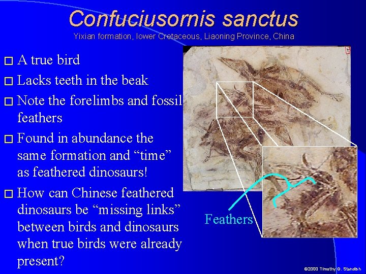 Confuciusornis sanctus Yixian formation, lower Cretaceous, Liaoning Province, China �A true bird � Lacks
