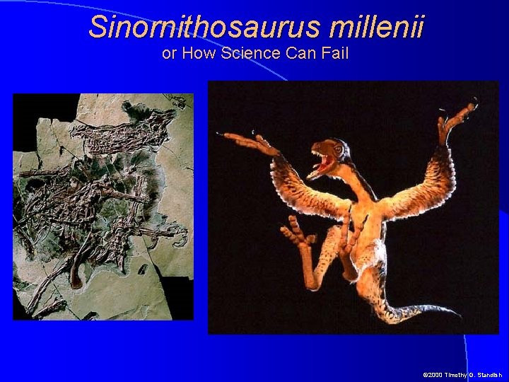 Sinornithosaurus millenii or How Science Can Fail © 2000 Timothy G. Standish 