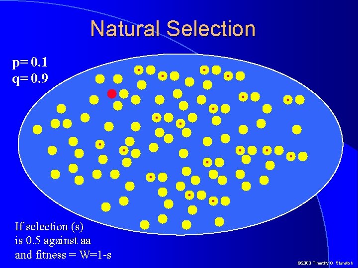 Natural Selection p= 0. 1 q= 0. 9 If selection (s) is 0. 5