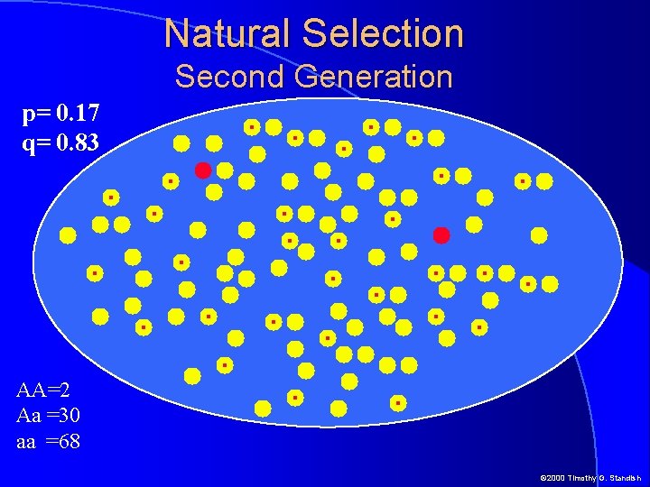 Natural Selection Second Generation p= 0. 17 q= 0. 83 AA=2 Aa =30 aa