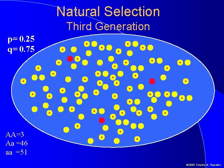 Natural Selection Third Generation p= 0. 25 q= 0. 75 AA=3 Aa =46 aa