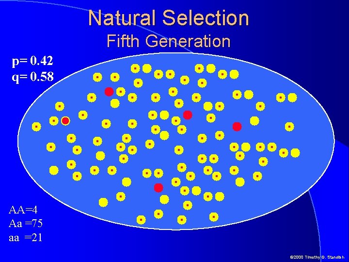 Natural Selection Fifth Generation p= 0. 42 q= 0. 58 AA=4 Aa =75 aa