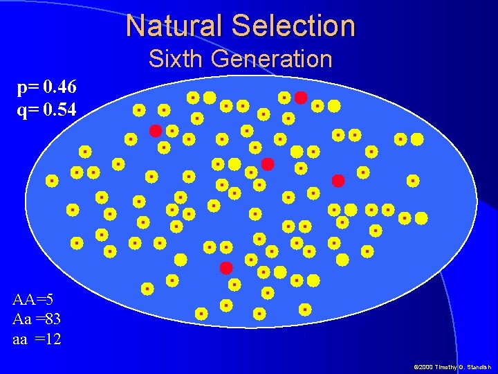 Natural Selection Sixth Generation p= 0. 46 q= 0. 54 AA=5 Aa =83 aa