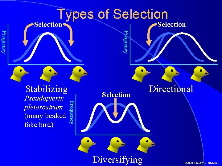 Types of Selection Frequency Stabilizing Selection Frequency Pseudopterix pleiorostrum (many beaked fake bird) Directional