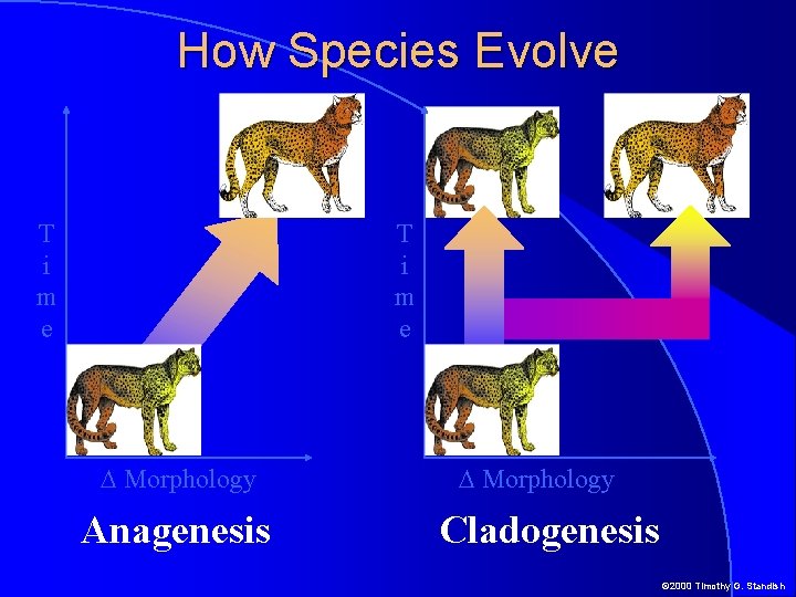 How Species Evolve T i m e D Morphology Anagenesis D Morphology Cladogenesis ©