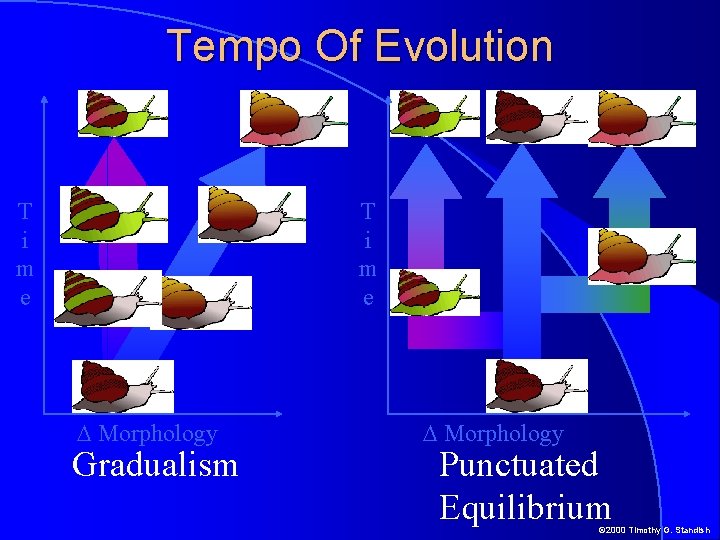 Tempo Of Evolution T i m e D Morphology Gradualism D Morphology Punctuated Equilibrium