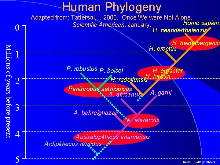 Human Phylogeny 0 Adapted from: Tattersal, I. 2000. Once We were Not Alone. Homo