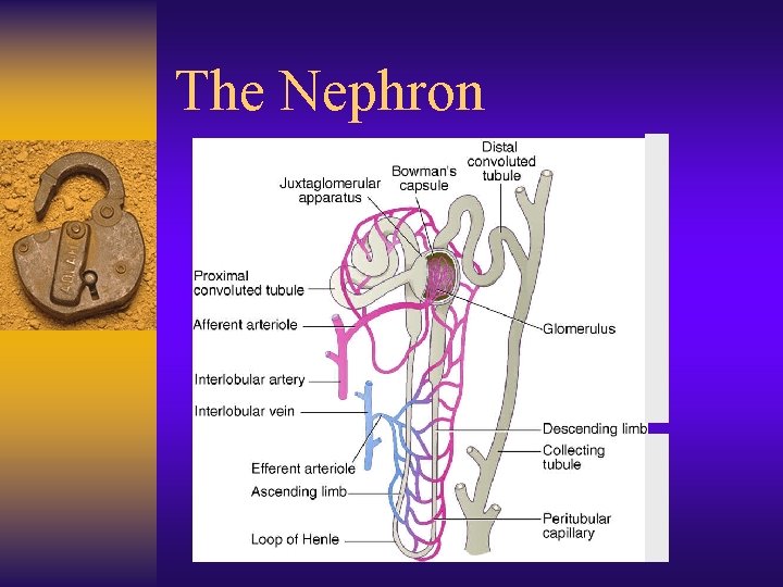 The Nephron 