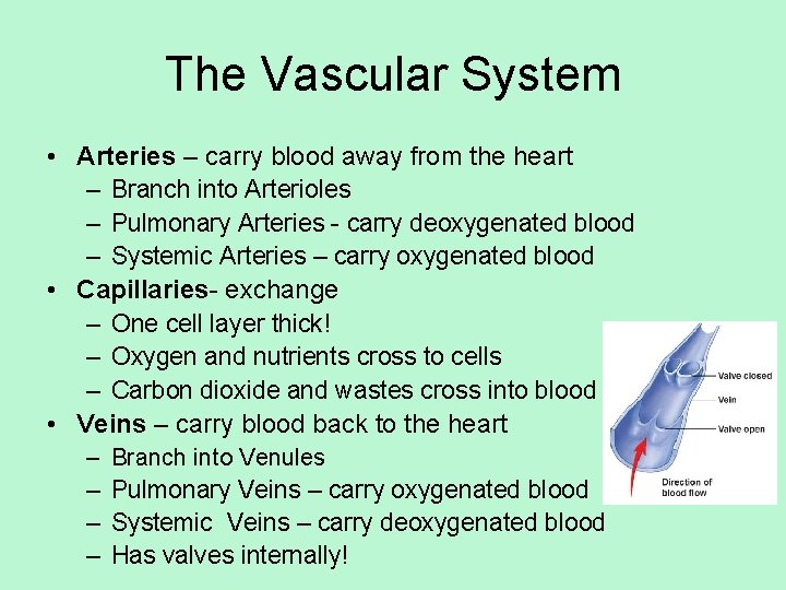 The Vascular System • Arteries – carry blood away from the heart – Branch