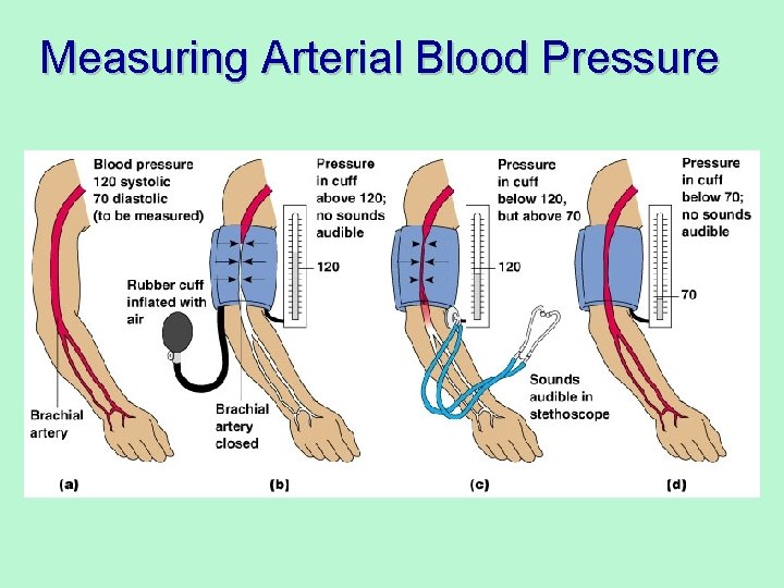 Measuring Arterial Blood Pressure 