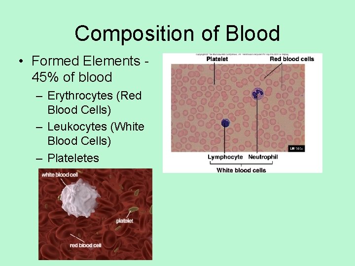 Composition of Blood • Formed Elements 45% of blood – Erythrocytes (Red Blood Cells)