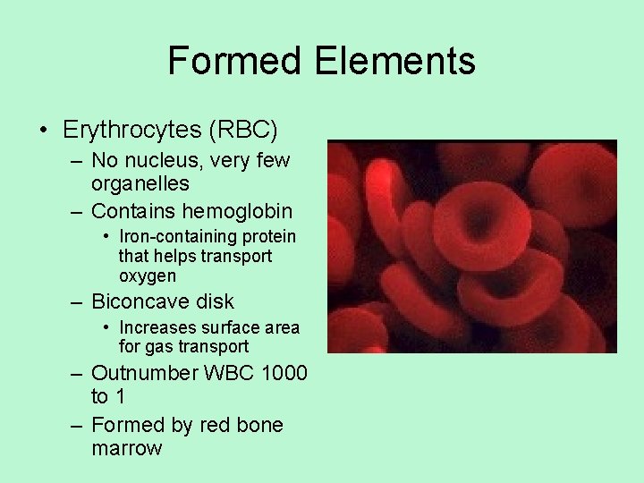 Formed Elements • Erythrocytes (RBC) – No nucleus, very few organelles – Contains hemoglobin