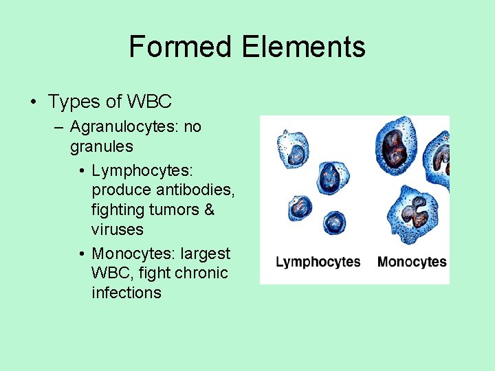 Formed Elements • Types of WBC – Agranulocytes: no granules • Lymphocytes: produce antibodies,