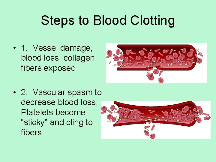 Steps to Blood Clotting • 1. Vessel damage, blood loss; collagen fibers exposed •