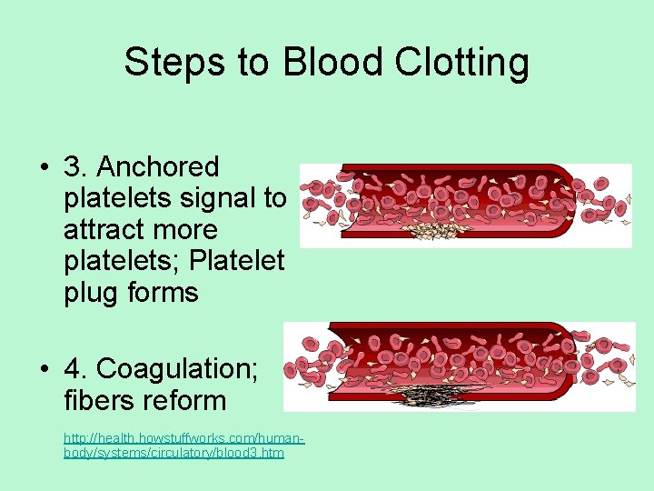 Steps to Blood Clotting • 3. Anchored platelets signal to attract more platelets; Platelet