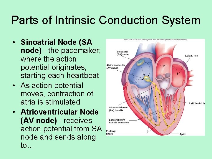 Parts of Intrinsic Conduction System • Sinoatrial Node (SA node) - the pacemaker; where