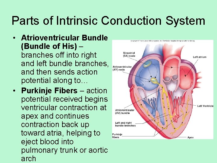 Parts of Intrinsic Conduction System • Atrioventricular Bundle (Bundle of His) – branches off