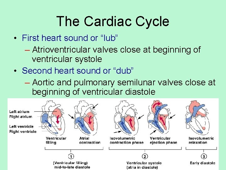 The Cardiac Cycle • First heart sound or “lub” – Atrioventricular valves close at