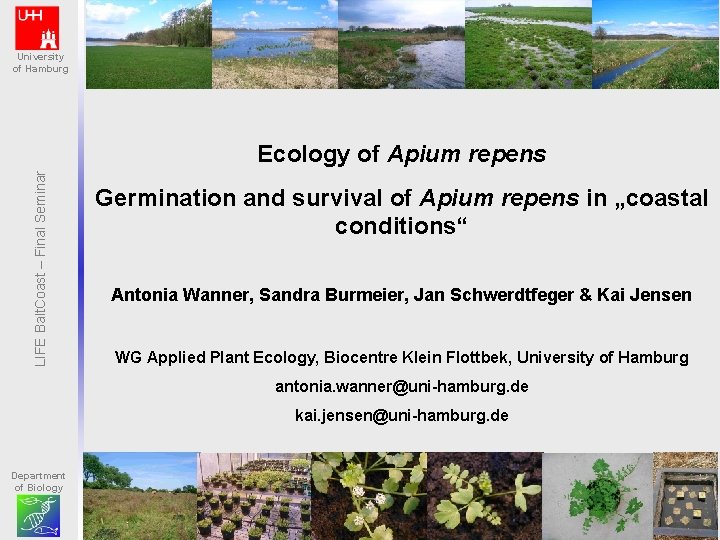 University of Hamburg LIFE Balt. Coast – Final Seminar Ecology of Apium repens Germination