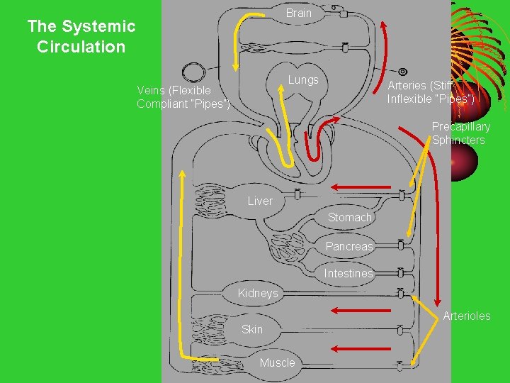 Brain The Systemic Circulation Lungs Veins (Flexible Compliant “Pipes”) Arteries (Stiff Inflexible “Pipes”) Precapillary