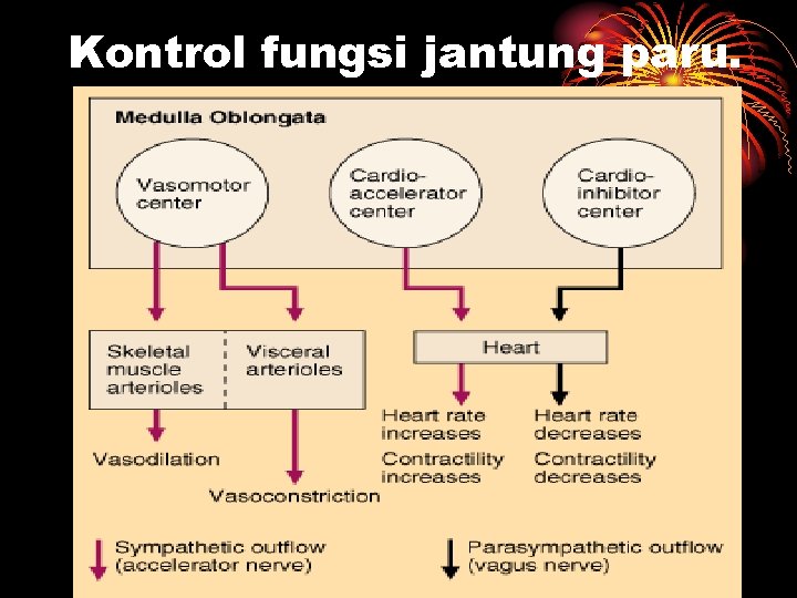 Kontrol fungsi jantung paru. 