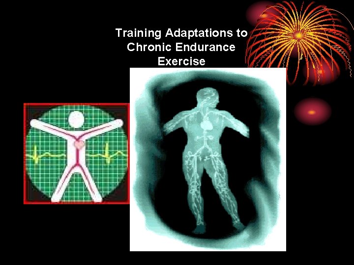 Training Adaptations to Chronic Endurance Exercise 