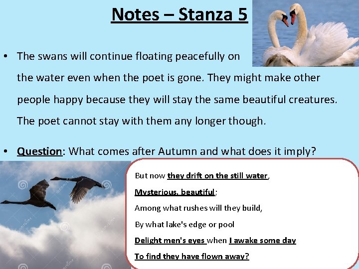 Notes – Stanza 5 • The swans will continue floating peacefully on the water