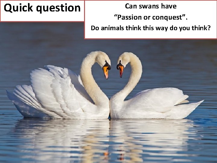 Quick question Can swans have “Passion or conquest”. Do animals think this way do