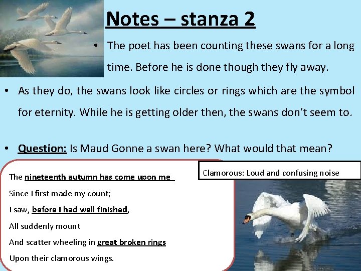 Notes – stanza 2 • The poet has been counting these swans for a