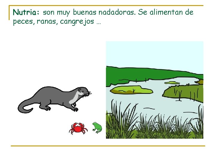 Nutria: son muy buenas nadadoras. Se alimentan de peces, ranas, cangrejos … 