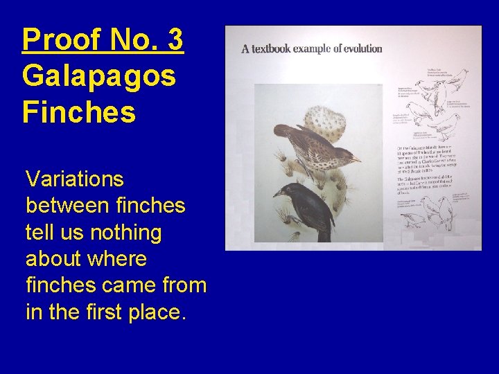 Proof No. 3 Galapagos Finches Variations between finches tell us nothing about where finches