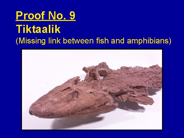 Proof No. 9 Tiktaalik (Missing link between fish and amphibians) 