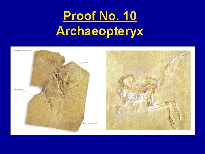 Proof No. 10 Archaeopteryx 