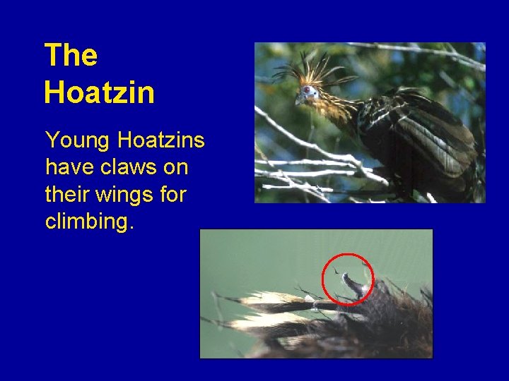 The Hoatzin Young Hoatzins have claws on their wings for climbing. 