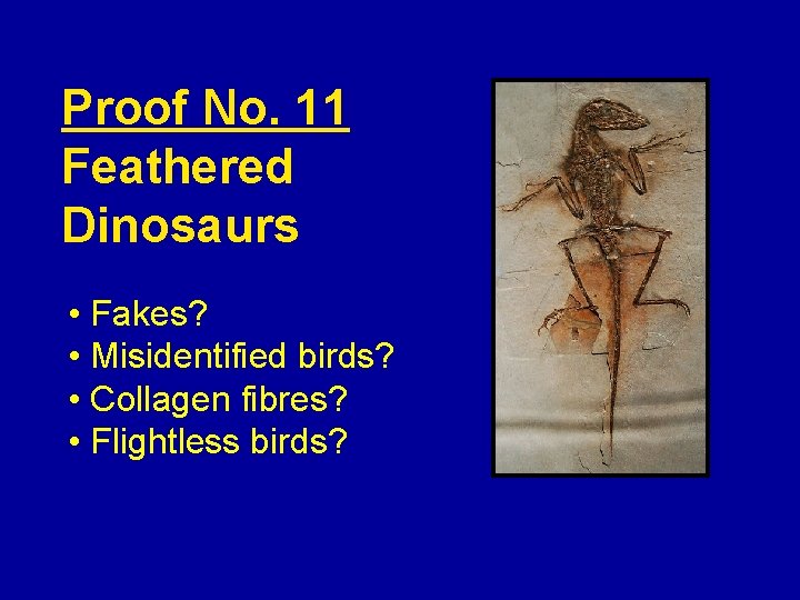 Proof No. 11 Feathered Dinosaurs • Fakes? • Misidentified birds? • Collagen fibres? •