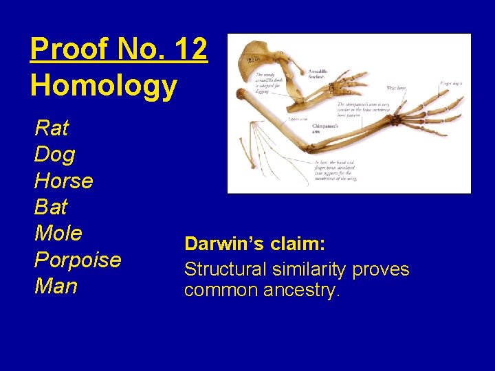 Proof No. 12 Homology Rat Dog Horse Bat Mole Porpoise Man Darwin’s claim: Structural