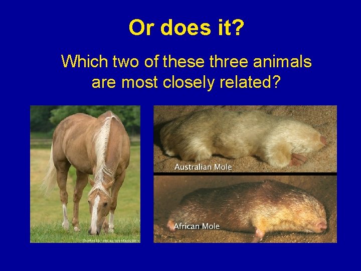 Or does it? Which two of these three animals are most closely related? 