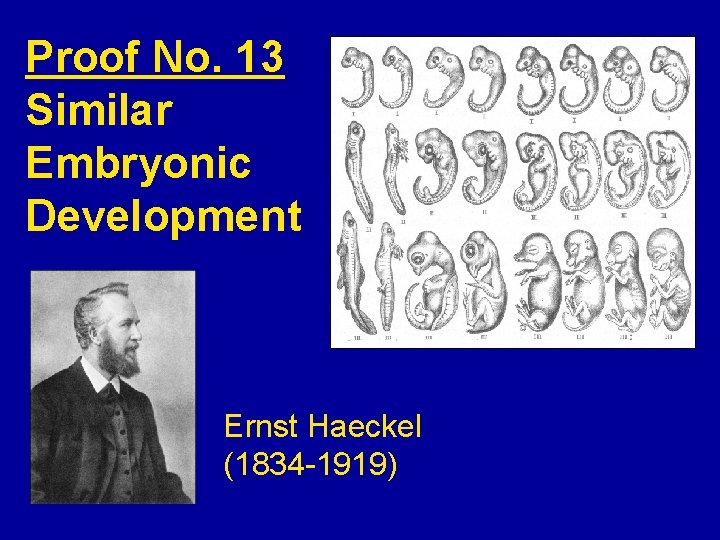 Proof No. 13 Similar Embryonic Development Ernst Haeckel (1834 -1919) 