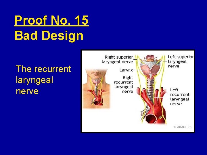 Proof No. 15 Bad Design The recurrent laryngeal nerve 