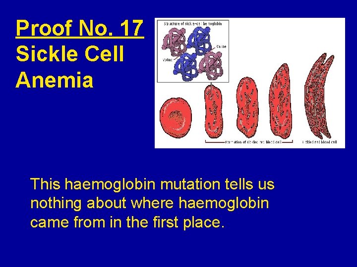 Proof No. 17 Sickle Cell Anemia This haemoglobin mutation tells us nothing about where