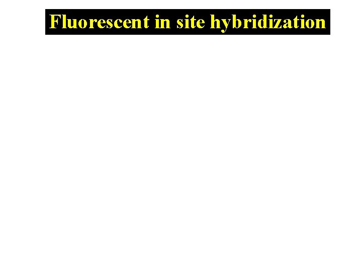 Fluorescent in site hybridization 