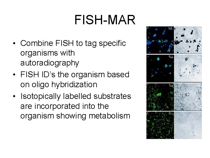 FISH-MAR • Combine FISH to tag specific organisms with autoradiography • FISH ID’s the