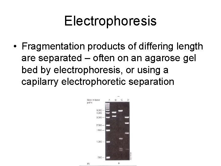 Electrophoresis • Fragmentation products of differing length are separated – often on an agarose