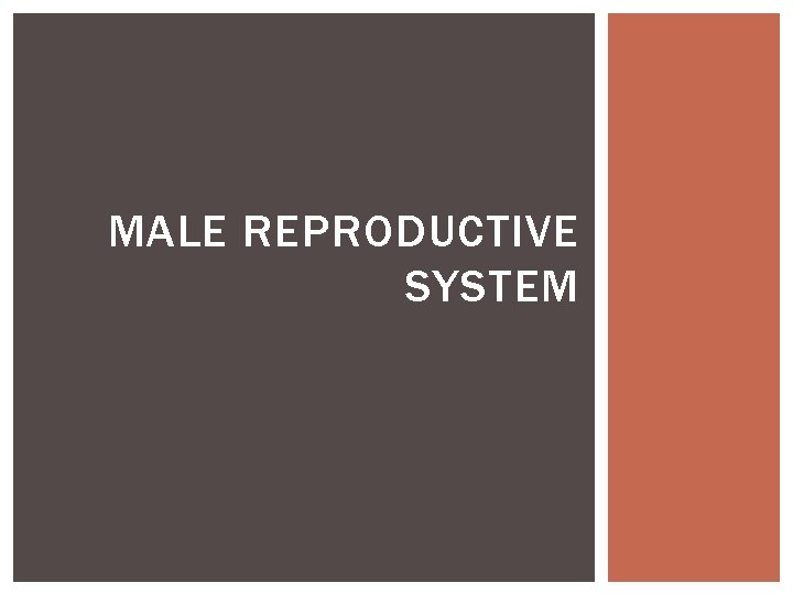 MALE REPRODUCTIVE SYSTEM 
