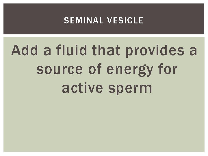 SEMINAL VESICLE Add a fluid that provides a source of energy for active sperm