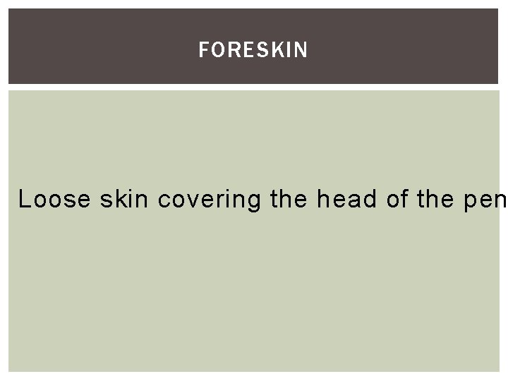 FORESKIN Loose skin covering the head of the pen 