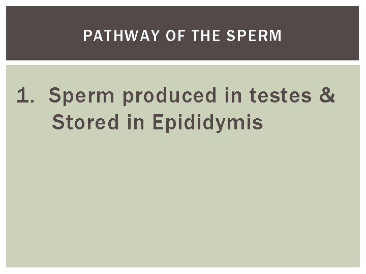 PATHWAY OF THE SPERM 1. Sperm produced in testes & Stored in Epididymis 