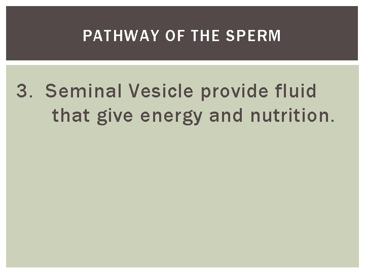 PATHWAY OF THE SPERM 3. Seminal Vesicle provide fluid that give energy and nutrition.