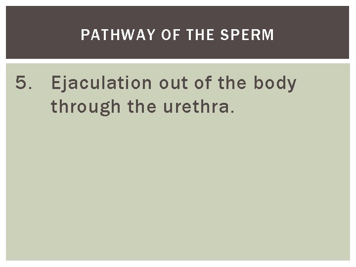 PATHWAY OF THE SPERM 5. Ejaculation out of the body through the urethra. 